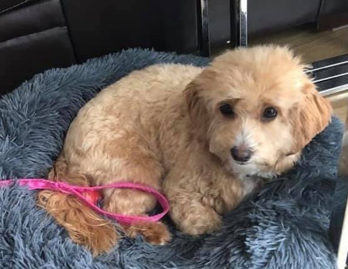 Dog missing: One-year-old pup missing after dog walker’s van is stolen