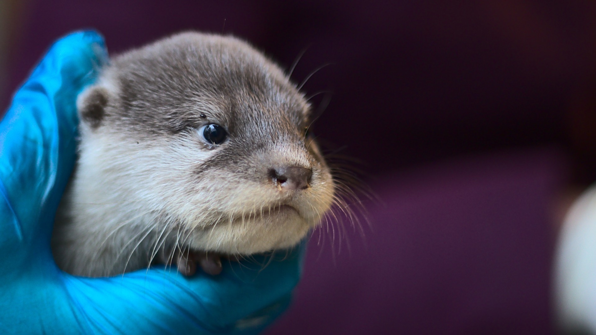 One otter cub being held at Battersea Park Zoo