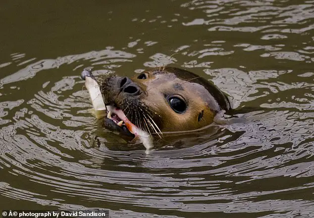 A seal has been spotted catching its supper in the River Thames despite having fishing hook, line and sinker lodged in its mouth