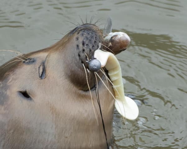 Seal rescued at Teddington Lock after fishing hook gets stuck in lip