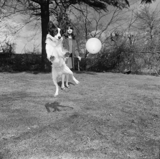 Pickles getting ready to volley a ball