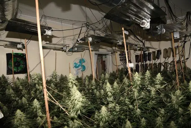 Inside organised crime raid as massive North London cannabis farm discovered