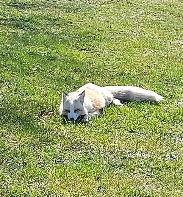 The white, fox-like creature sleeping on the green grass. It has been spotted in multiple locations in the capital